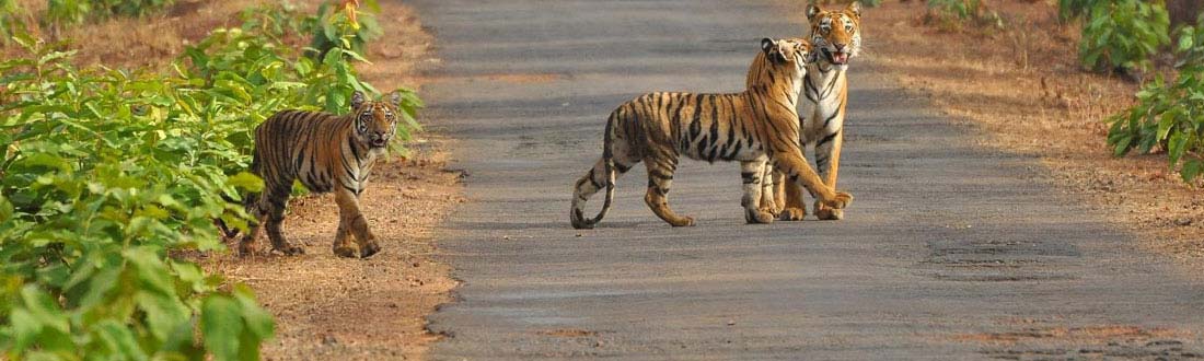 Odisha Wildlife Tour Packages