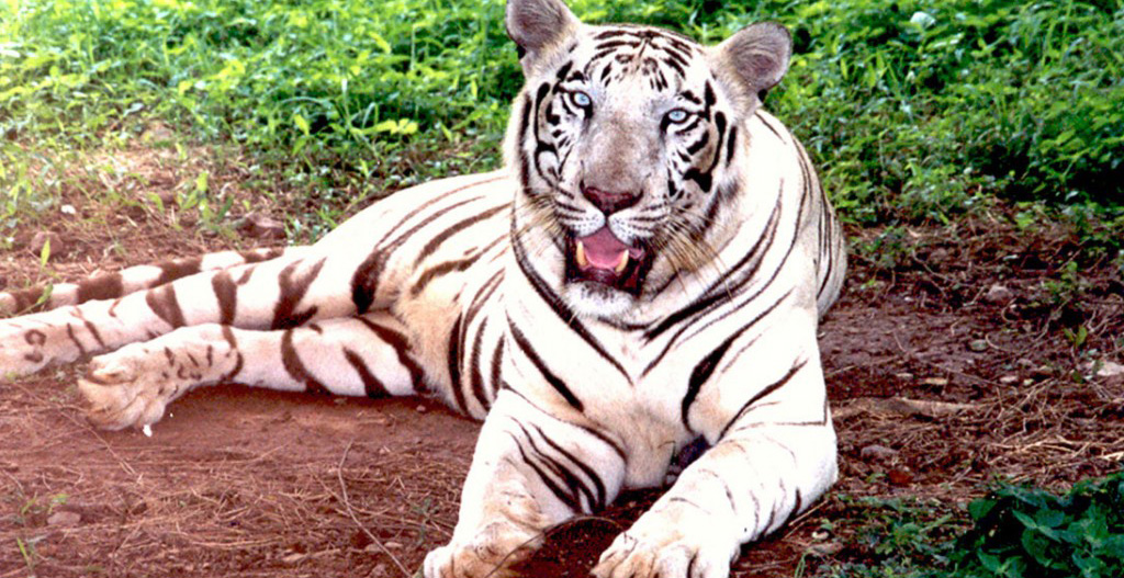 odisha wildlife tour