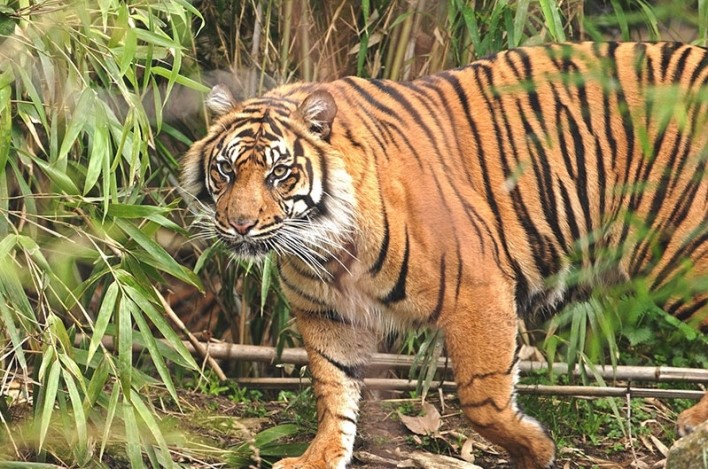 Wildlife in Odisha