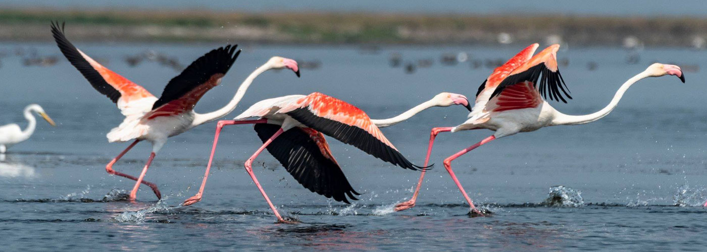 odisha tour packages