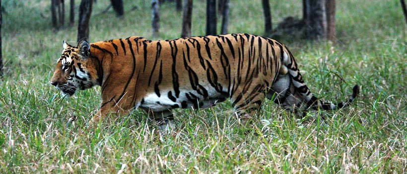 Similipal National Park - Tour in Similipal, Similipal Tour Similipal National Park - Tour in Similipal, Similipal Tour