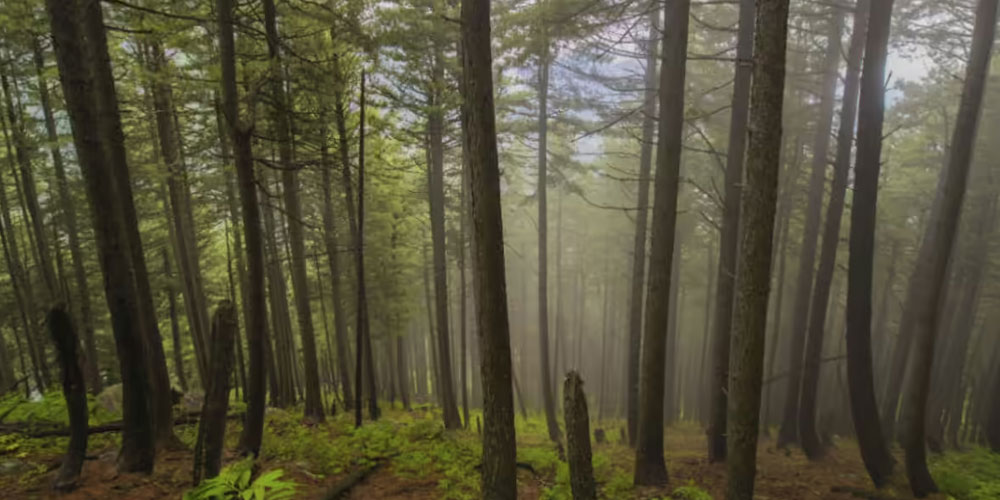 Experience the Ultimate Adventure Tour in Odisha with Travel Holidays India