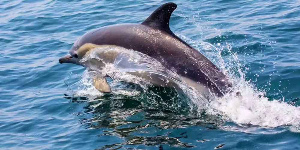 Best-Tour-Packages-in-Odisha-2025-Temples-Beaches-&-Wildlife-Adventures-with-Travel-Holidays