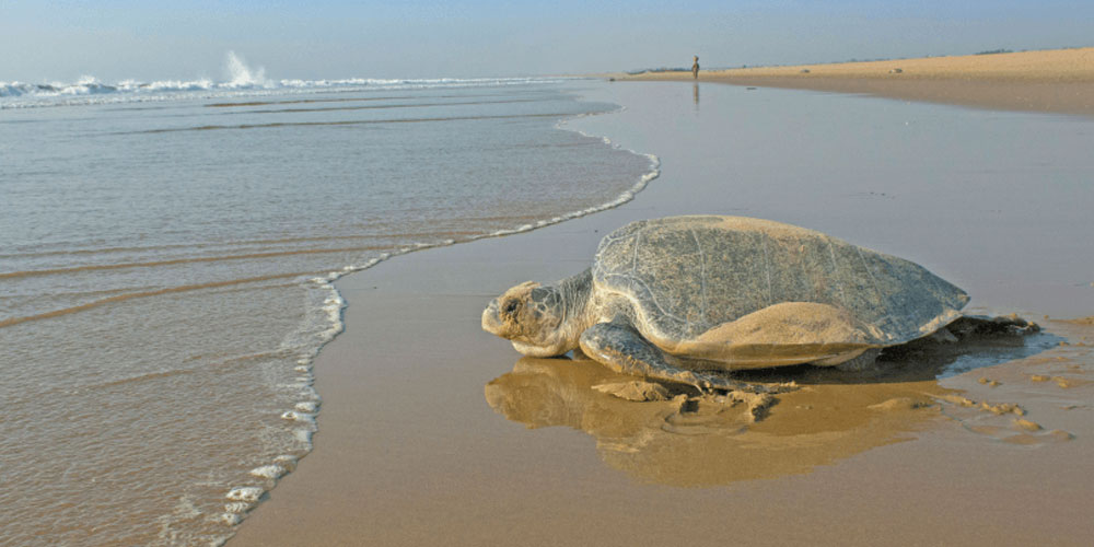 The-Ultimate-Guide-to-Unspoiled-Beach-Tours-in-Odisha-Your-2026-Coastal-Escape