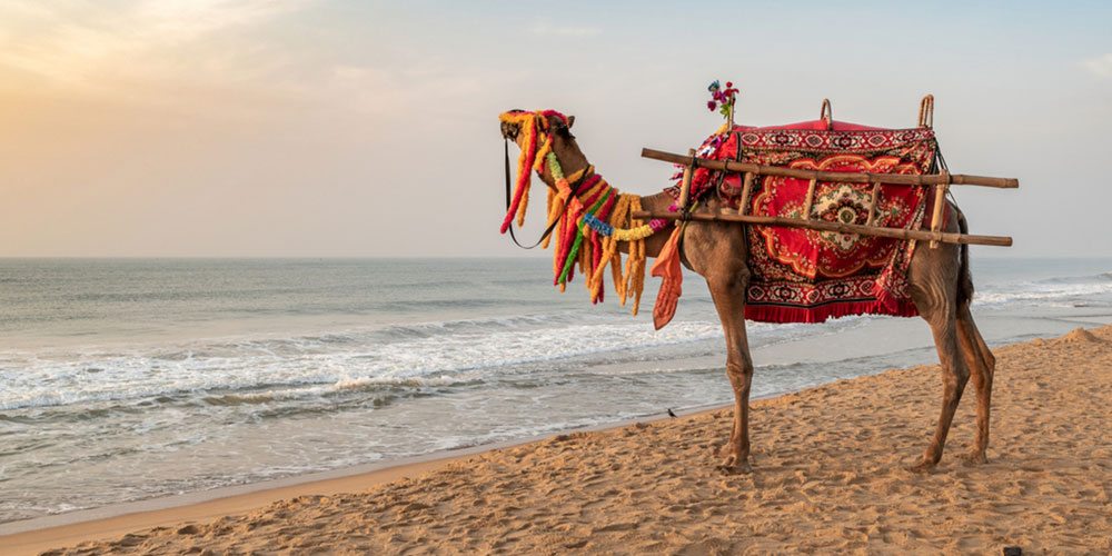 Discover-the-Magic-of-East-India-with-Best-Odisha-Tour-Packages-by-Travel-Holidays