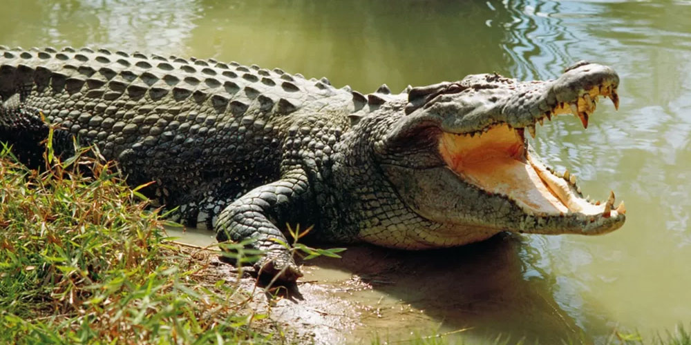 Discover-the-Magic-of-East-India-with-the-Best-Travel-Agents-in-Odisha