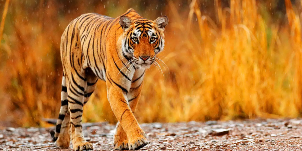 Unlock-a-Memorable-Wildlife-Tour-in-Odisha-Easy-Itineraries-Best-Spots-and-Practical-tips-for-2026
